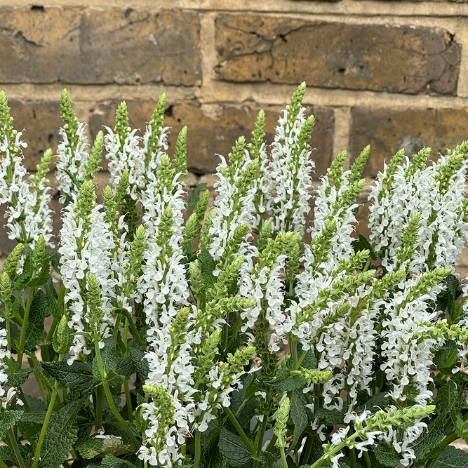 Salvia Lyrical White at Boma Garden Centre