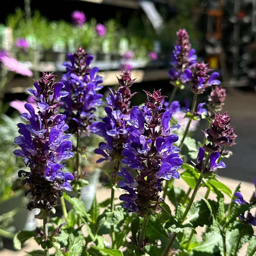 Salvia Blue Marvel at Boma Garden Centre