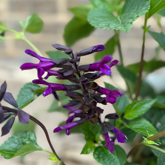 Salvia Rockin Deep Purple at Boma Garden Centre