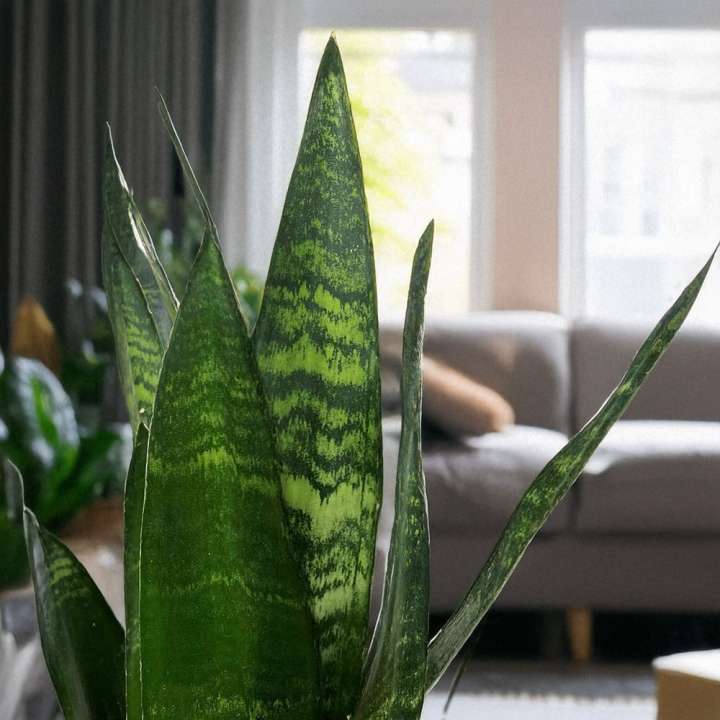 Sansevieria trifasciata 'Black Coral' available at Boma Garden Centre