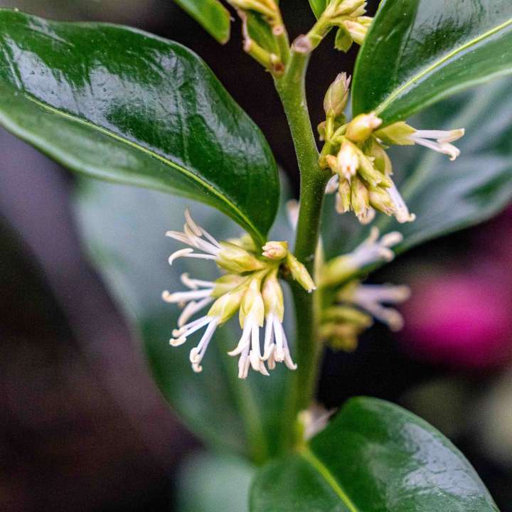 Sarcococca at Boma Garden Centre in Kentish Town