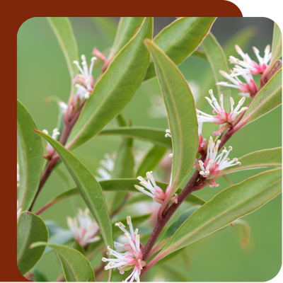 SylvaGrow Ericaceous Compost at Boma Garden Centre, Kentish Town