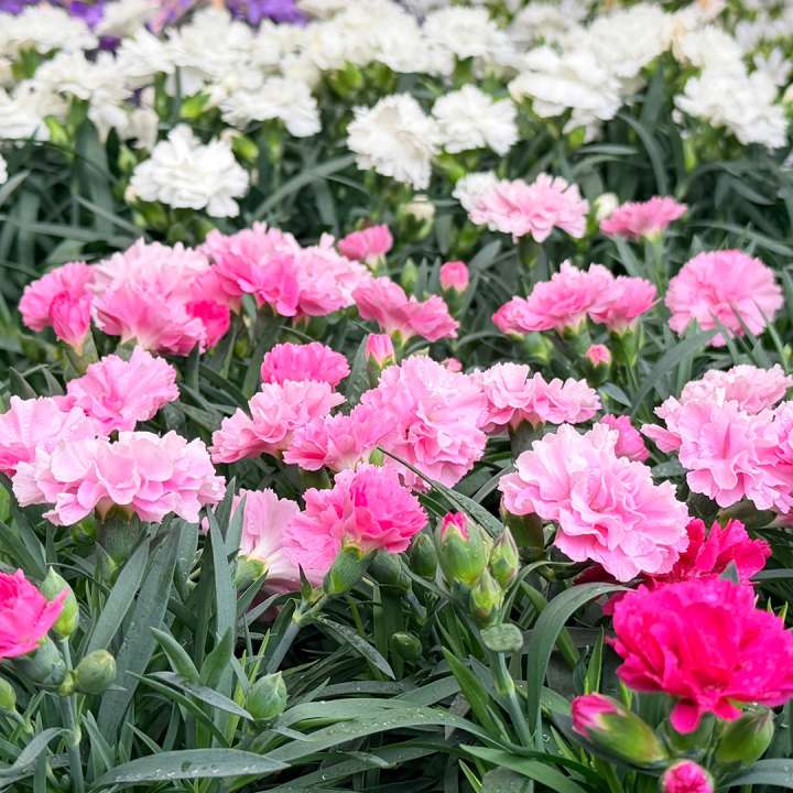 Bedding Plants at Boma Garden Centre in Kentish Town