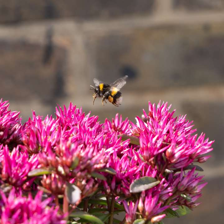 Sedum at Boma Garden Centre