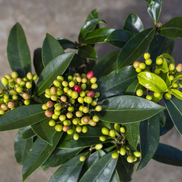 Skimmia japonica subsp. Reevesiana (Pot Size 2 ltr ) at Boma Garden Centre