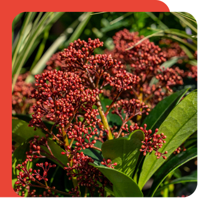 Skimmia Offer