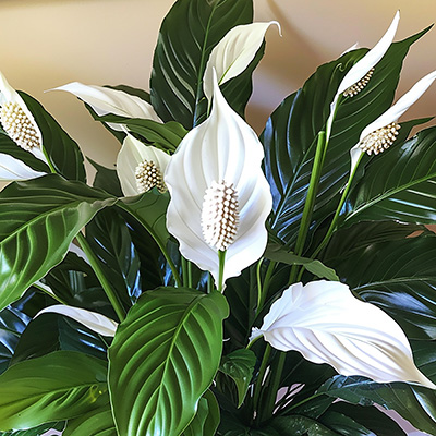 Spathiphyllum Alana at Boma Garden Centre