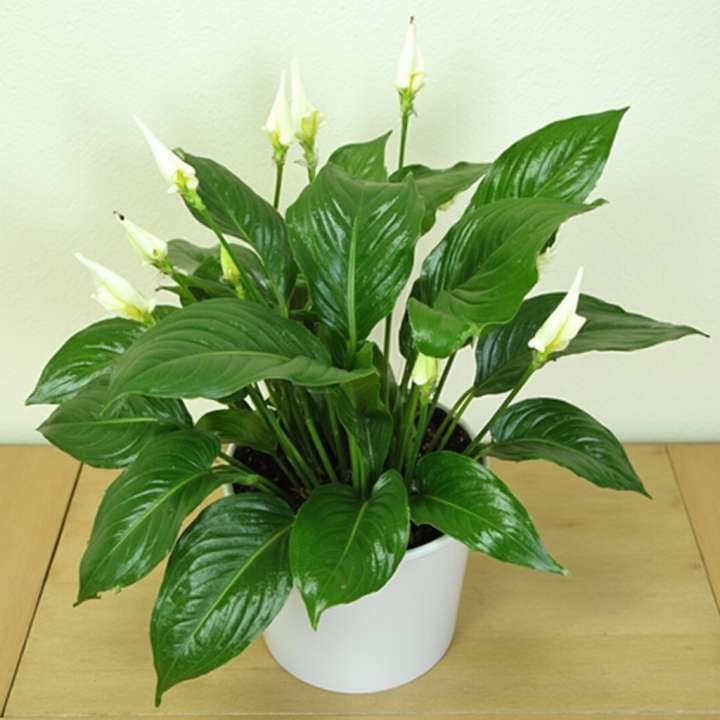 Spathiphyllum Bellini at Boma Garden Centre