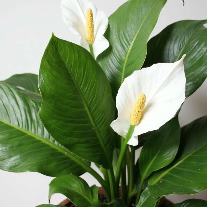 Spathiphyllum Diamond at Boma Garden Centre