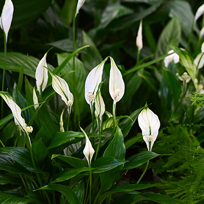 Spathiphyllum Sweet Bell at Boma Garden Centre