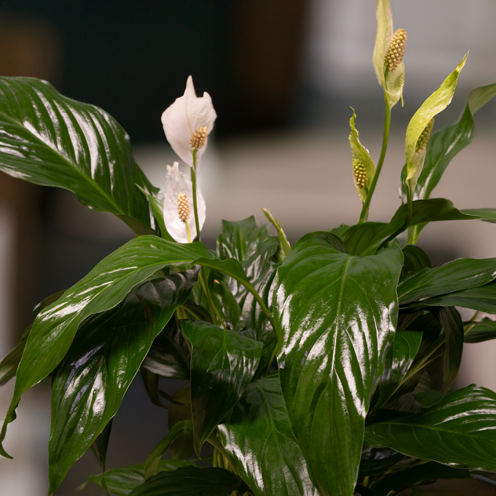 Spathiphyllum Sweet Chico at Boma Garden Centre