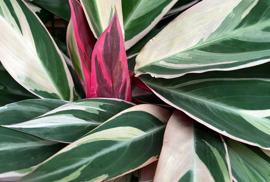 Calathea Triostar available at Boma Garden Centre