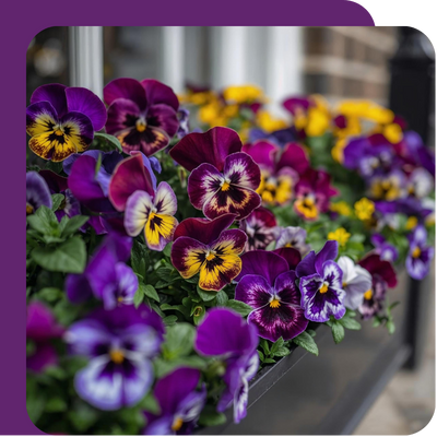 Viola & Pansy Offer