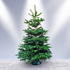 • 10FT Nordmann Fir Real Cut Christmas Tree - image 1