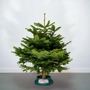 3-4Ft Nordmann Fir Premium Cut (100-125cm) Christmas Tree