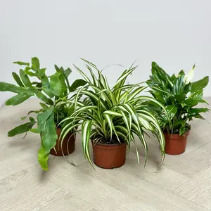 3 Air Cleaning Houseplants Collection