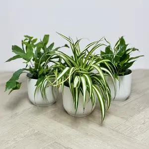3 Air Cleaning Plants & White Pots Collection