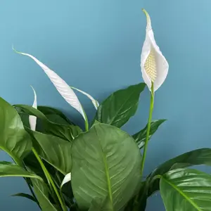 3 Indoor Plants - Lily Green Collection - image 4