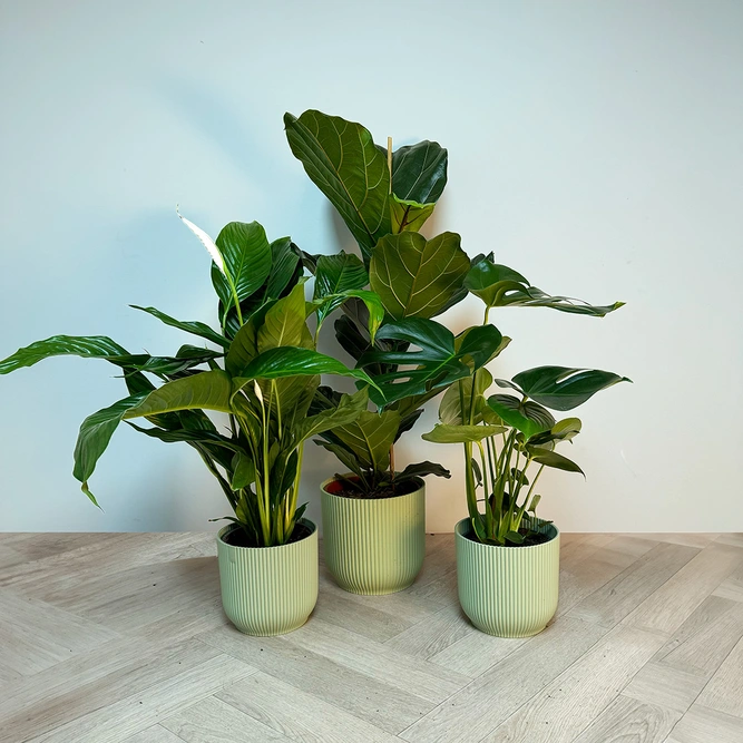 3 Indoor Plants - Lily Green Collection - image 1