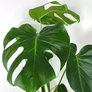 3 Indoor Plants - Lily Green Collection - image 3