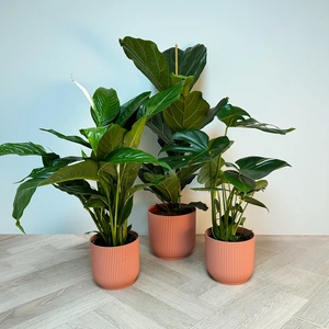 3 Indoor Plants - Lily Pink Collection - image 1