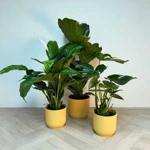 3 Indoor Plants - Lily Yellow Collection - image 1