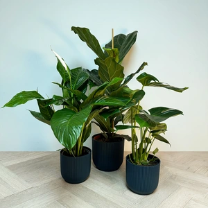 3 Tropical Plants & Blue Pots Collection