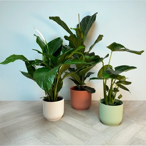 3 Tropical Plants & Colour Pots Collection