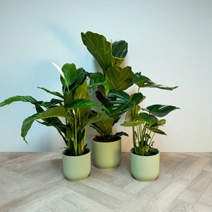 3 Tropical Plants & Green Pots Collection