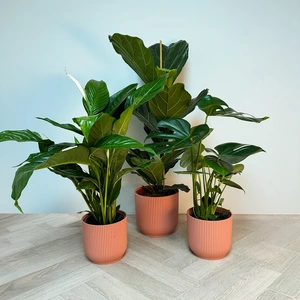 3 Tropical Plants Pink Pot Collection