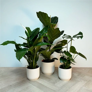 3 Tropical Plants & White Pots Collection