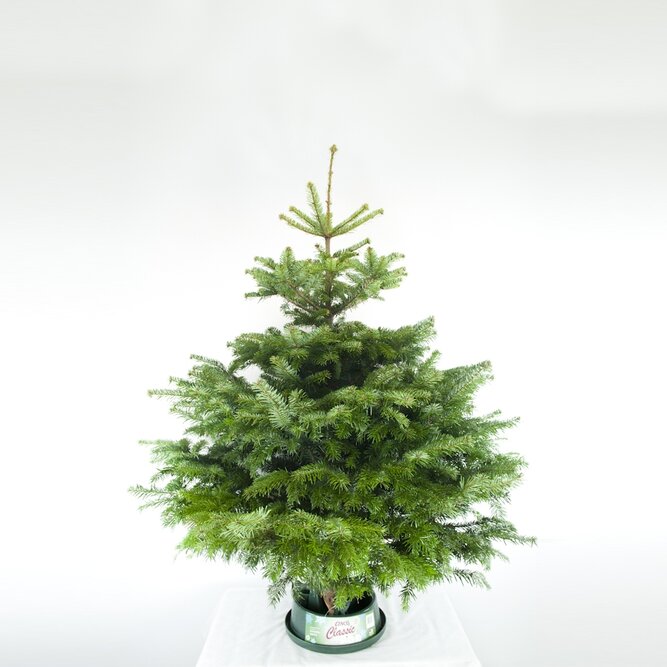 3Ft Nordmann Real Cut Christmas Tree - image 4