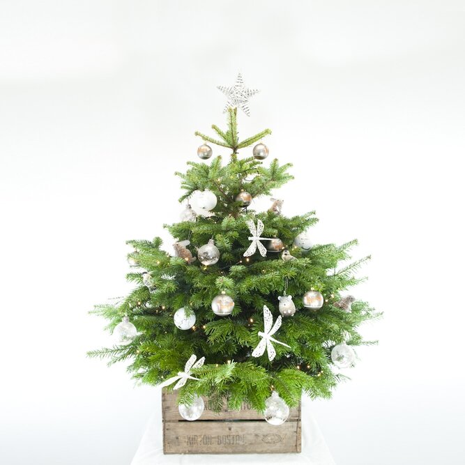 3Ft Nordmann Real Cut Christmas Tree - image 5