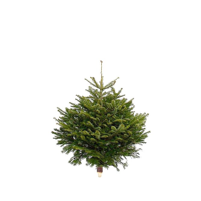 3Ft Nordmann Real Cut Christmas Tree - image 1