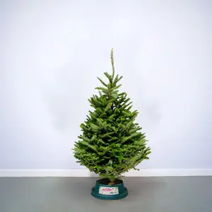 4-5Ft Fraser Fir Premium Cut (125-150cm) Real Christmas Tree