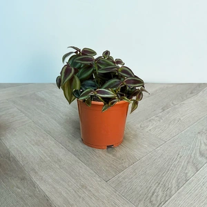 4 Indoor Plants - Olivia Blue Collection - image 5