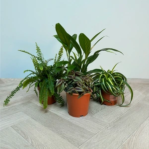 4 Indoor Plants - Olivia Collection (Excludes Pot Covers) - image 1