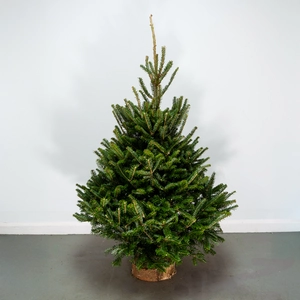 4Ft Fraser Fir Real Cut Christmas Tree - image 1