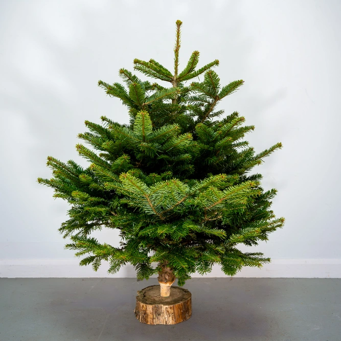 4Ft Nordmann Fir Real Cut Christmas Tree - image 1