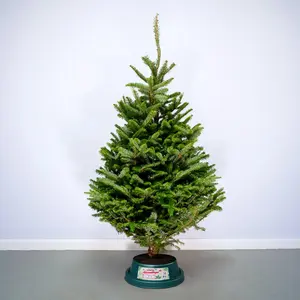 5-6Ft Fraser Fir Premium (150-180cm) Real Cut Christmas Tree