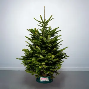 5-6Ft Nordmann Fir Premium Cut (150-180cm) Christmas Tree