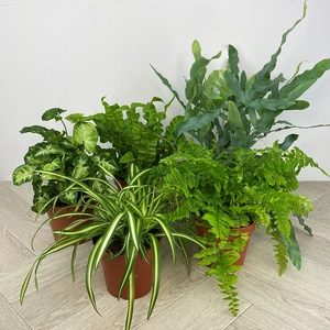 5 Air Cleaning Houseplants