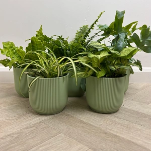 5 Air Cleaning Houseplants & Lime Green Pots Collection