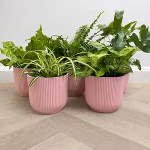 5 Air Cleaning Houseplants & Pink Pots Collection