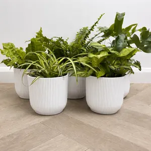 5 Air Cleaning Houseplants & White Pots Collection