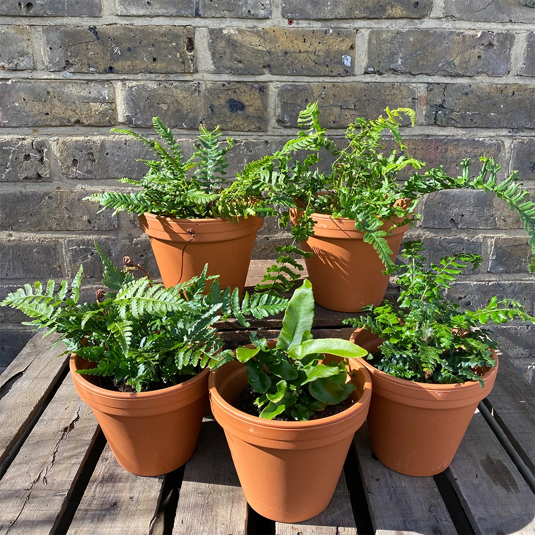 https://www.bomagardencentre.co.uk/files/images/webshop/5-fern-and-terracotta-pot-collection-boma-bundles-1080x1080-6411a54ff0439_l.webp