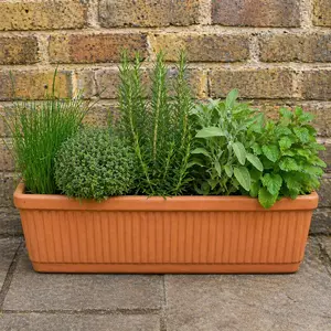 5 Herbs in Terracotta Window Box