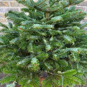 [5] Nordmann Pot Grown H125-150cm Real Christmas Tree - image 2