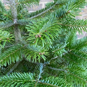[5] Nordmann Pot Grown H125-150cm Real Christmas Tree - image 3