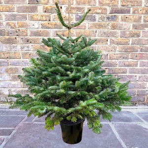 [5] Nordmann Pot Grown H125-150cm Real Christmas Tree - image 1